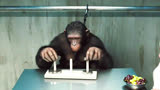 《猩球崛起》当猩猩有了自我保护意识，人类将会面临一场灾难2