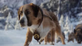 野性的呼唤：狗狗巴克历险记，狗狗被狗贩子卖到北方拉雪橇！