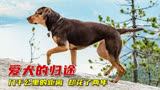 一条狗狗的艰难回家路，两千公里却走了2年，堪比忠犬八公！