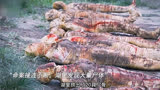 闻香探案录：皮影复活，女人闻香断案！