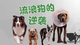 流浪狗的逆袭：从被抛弃到成为狗界的扛把子《复仇狗联盟》