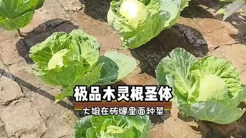 没想到砖缝里竟然还能种菜