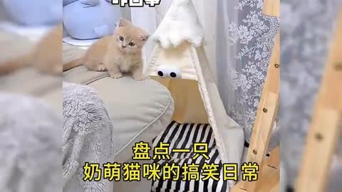 盘点一只奶萌猫咪的搞笑日常动物 猫咪 动物的迷惑行为