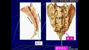 椎间盘突出系列讲座之椎骨的形态、椎管及椎间孔的围成健康完整版视频在线观看爱奇艺