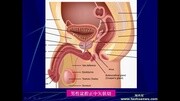 泌尿系统知识讲座之尿道知识名师课堂爱奇艺