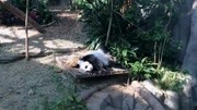 Fanny panda in Singapore ZOO原创完整版视频在线观看爱奇艺