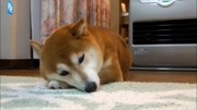 柴犬ひかりの手枕 Shibainu hand pillow原创高清正版视频在线观看–爱奇艺