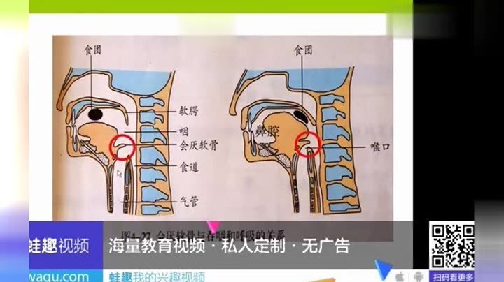           人体研究 会厌软骨吞咽