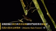 巴西雨林惊见像龙的螳螂体育完整版视频在线观看爱奇艺