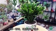 any茶叶图片