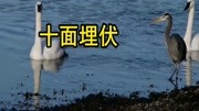 一首《十面埋伏》琵琶版,旋律震撼,如临其境,果断收藏!音乐背景音乐视频音乐爱奇艺