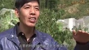 中国农民推出空气种菜,只要空气无须土壤,真是高手在民间啊生活完整版视频在线观看爱奇艺