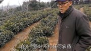 山东日照有机绿茶为何能卖到几百元一斤?看看有什么不一样生活高清正版视频在线观看–爱奇艺