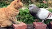 猫和鸽子大战,爱恨只在一念之间!