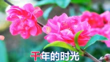 花落红叶飞简谱_少司命万叶飞花