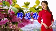 一首DJ情歌《野花香》节奏激情劲爆,唱的太带劲了!超级好听! 音乐背景音乐视频音乐爱奇艺