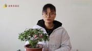 杜鹃花养不好?这几个小妙招掌握后,轻松养好它原创完整版视频在线观看爱奇艺