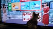 逗猫现场直播.........原创完整版视频在线观看爱奇艺