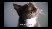 这些小猫相比宫崎骏先生的猫是不是很可爱呀生活完整版视频在线观看爱奇艺