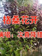 次真降措一首格桑花开经典老歌怀旧旋律悠扬动听值得回味