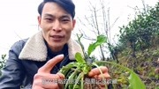 农村常见的“蛤蟆草”,抽烟的朋友了解一下,或许对您有帮助生活完整版视频在线观看爱奇艺