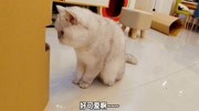 饭团小夫妻:小猫咪为了口吃的竟沦为工具猫,它太听话了!生活完整版视频在线观看爱奇艺