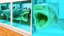 你敢信这是800万美元的鲨鱼标本？跟真的一样！6件最贵的奢侈品