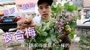 小杨发现一到晚上叶片都要闭合植物园“夜合梅”价值十分珍贵生活完整版视频在线观看爱奇艺