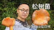 雨后上山长了很多蘑菇,还是我最爱的松树菌,如今卖30元一斤生活完整版视频在线观看爱奇艺