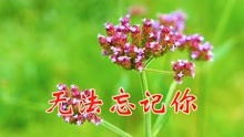 无法忘记你的歌曲的曲谱_无法忘记你杨美华图片