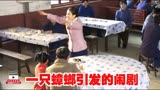 养母68集：一只蟑螂引发的闹剧