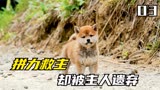 地震时拼尽全力救主的狗狗，却被遗弃在废墟当中《爱犬的奇迹》