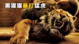 黑猩猩暴打猛虎，最强兽王也只能跪地求饶《多力特的奇幻冒险》