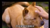 《忠犬八公》中华田园犬，我们自己的狗狗才是最棒的！
