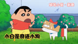 蜡笔小新：小白跟着小新太受罪了，身穿纸壳子，还上大街当显眼包