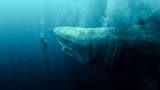 非常适合周末看的一部科幻惊悚电影巨齿鲨！