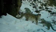 监控实拍：上百只雪豹在祁连山酒泉片区安家 雪地里腾爪打闹