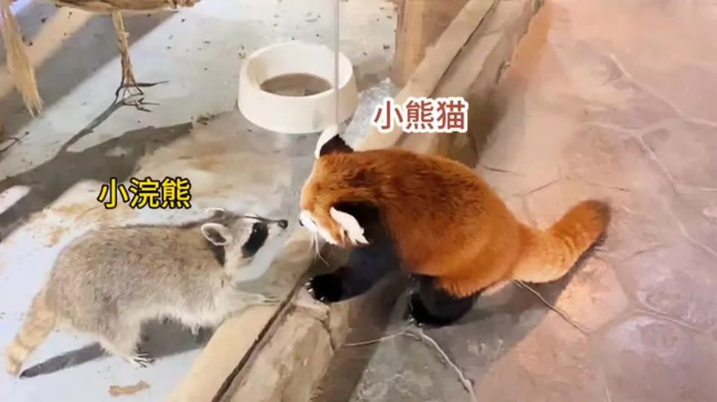 小熊猫 小熊猫- 河川生态园