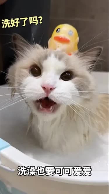*‎ฅ猫又*ฅ 把脚弄这么脏😤 #cat