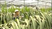 火龙果种植盆栽图片火龙果扦插种植红心火龙果怎么种植知识名师课堂爱奇艺