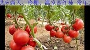 河北省保定市西红柿种植基地市场报价电话原创完整版视频在线观看爱奇艺