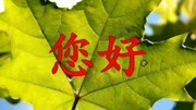 迟志强《铁窗泪》一首囚歌听哭了多少人音乐背景音乐视频音乐爱奇艺