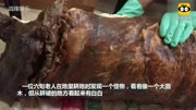 女记者误将男用硅胶制品当做"太岁,肉灵芝"