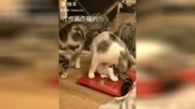 猫咪的日常生活生活完整版视频在线观看爱奇艺