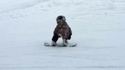 两岁超萌的小孩滑雪也滑的这么好,太厉害了!体育高清正版视频在线观看–爱奇艺