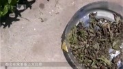 山里野草泡酒能活血化瘀,网友:这不就是自制鸿茅药酒嘛!生活完整版视频在线观看爱奇艺