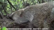 野猪皮堪比防弹衣, 重500公斤的野猪王, 百兽之王都不敢惹它!生活完整版视频在线观看爱奇艺