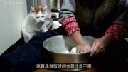 日本猫咪一组“艳照”,上百万人点赞!生活高清正版视频在线观看–爱奇艺