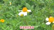 一首《金钱与爱情》太难选择,伤感情歌好听极了音乐背景音乐视频音乐爱奇艺