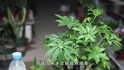 浇花水里兑一小杯"它",鸭掌木特别爱喝,叶子亮绿长势旺图片